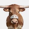 Bevo